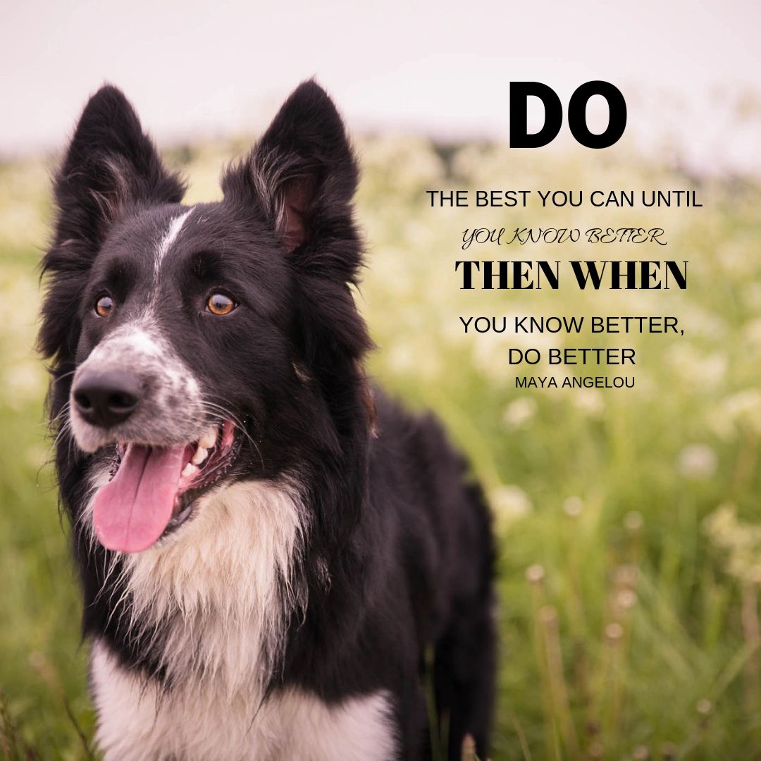 11 Things Every Dog Should Know